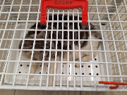 Fundtier Tier-ID 34118