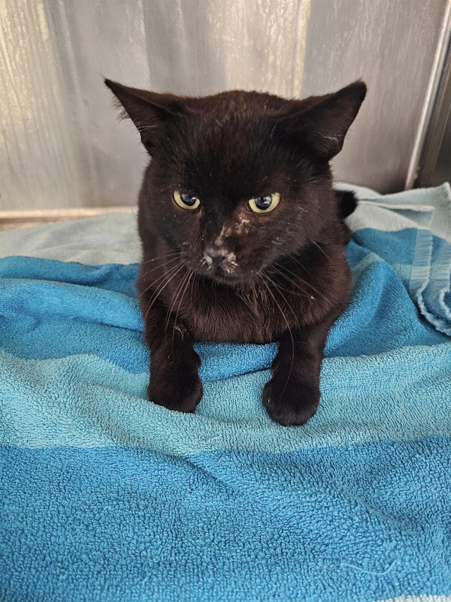 Europäische Hauskatze