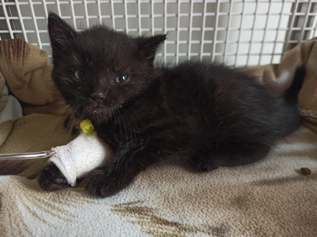 Europäische Hauskatze