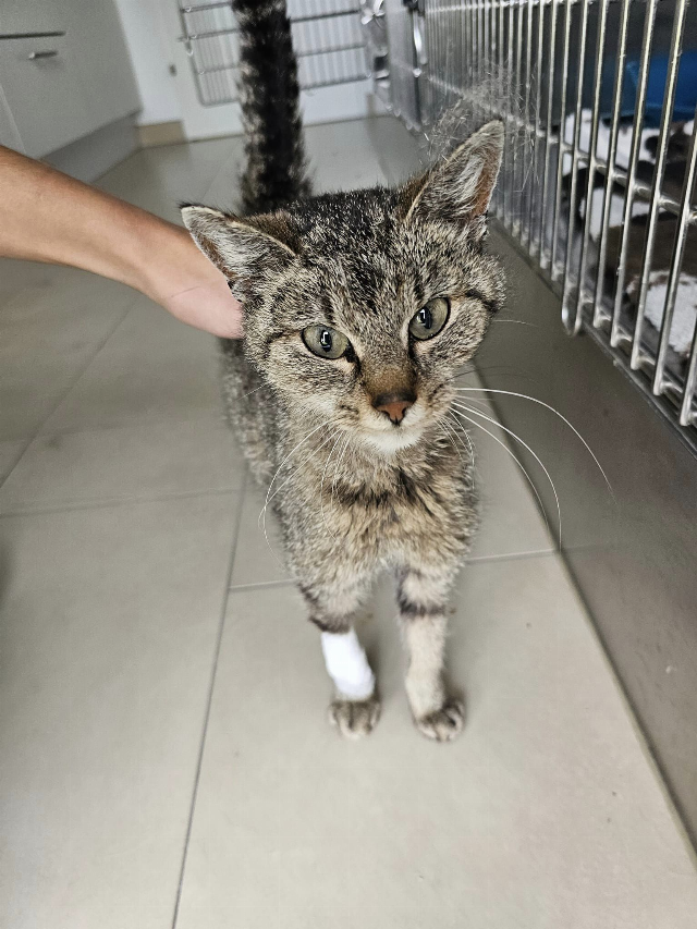 Europäische Hauskatze