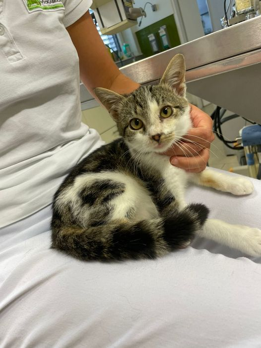 Europäische Hauskatze