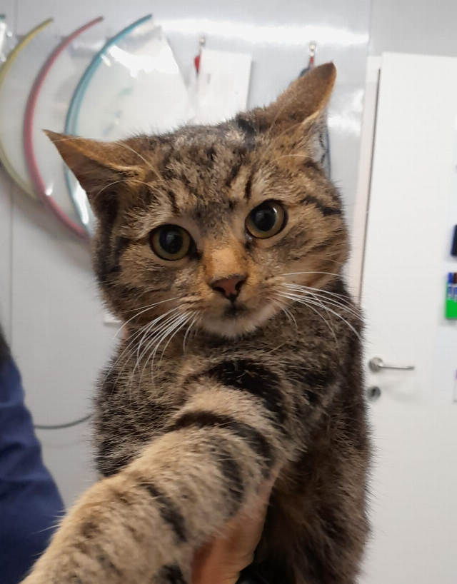 Europäische Hauskatze