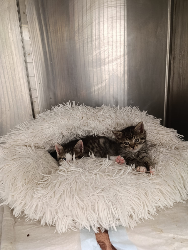 Europäische Hauskatze