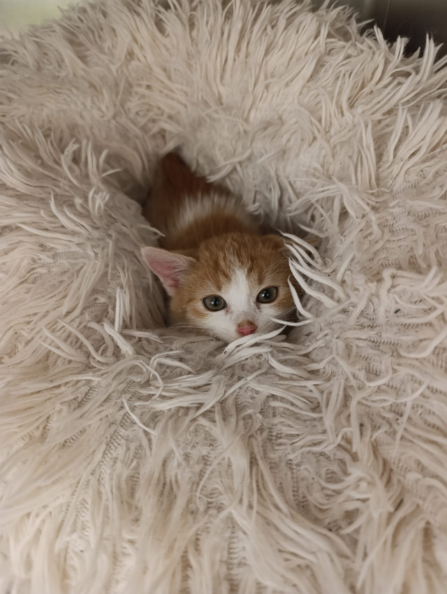 Europäische Hauskatze