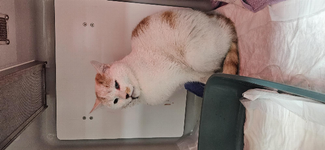 Europäische Hauskatze