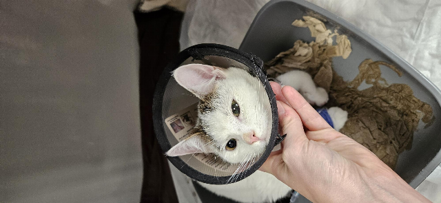 Europäische Hauskatze