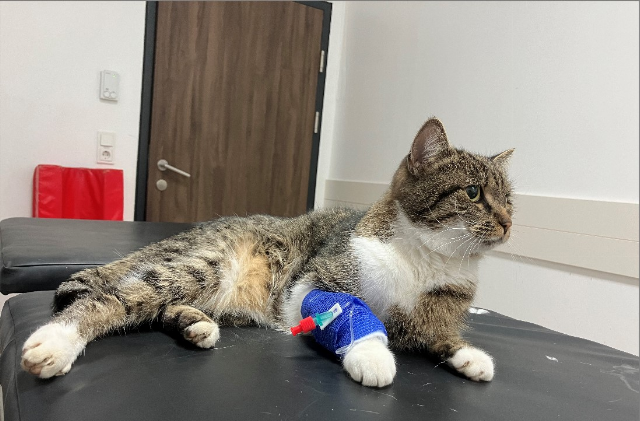 Europäische Hauskatze