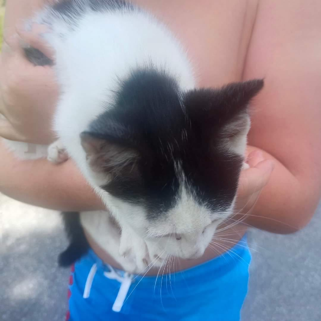 Europäische Hauskatze