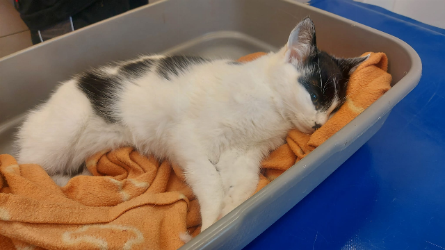 Europäische Hauskatze