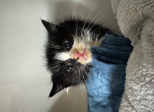 Europäische Hauskatze