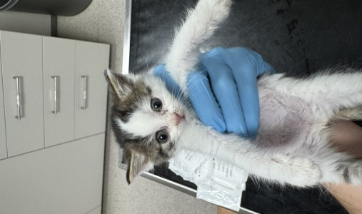 Europäische Hauskatze