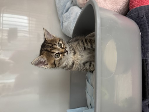 Europäische Hauskatze