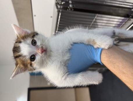 Europäische Hauskatze