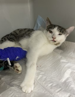 Europäische Hauskatze