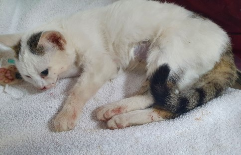 Europäische Hauskatze