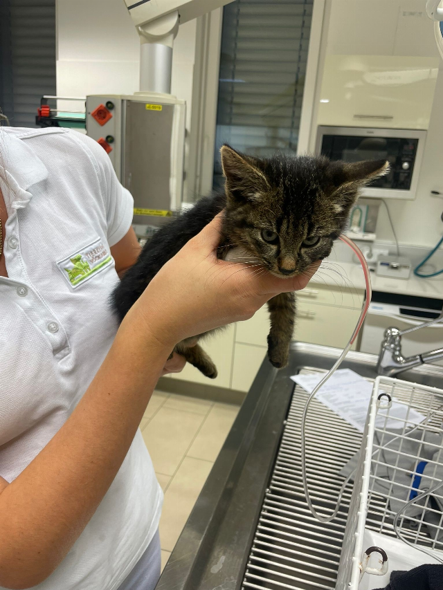 Europäische Hauskatze