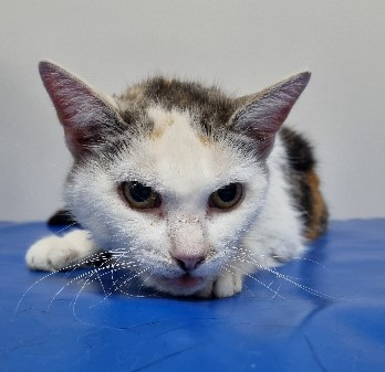 Europäische Hauskatze