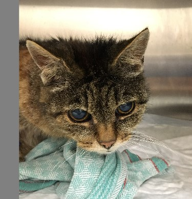 Europäische Hauskatze