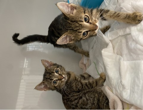 Europäische Hauskatze