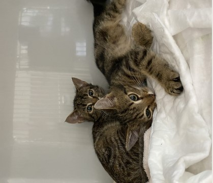 Europäische Hauskatze