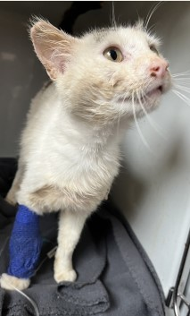 Europäische Hauskatze