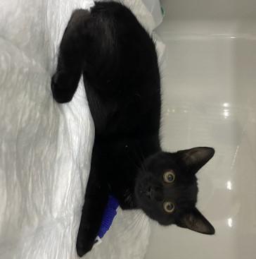 Europäische Hauskatze