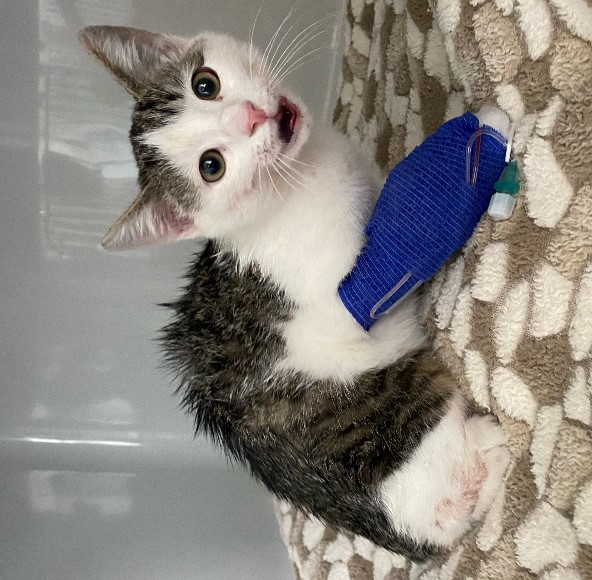 Europäische Hauskatze