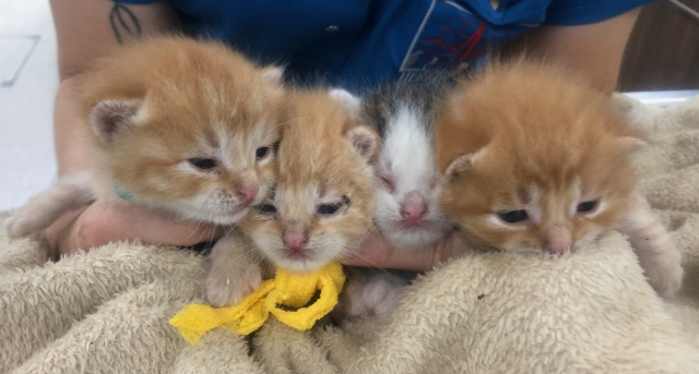 Europäische Hauskatze