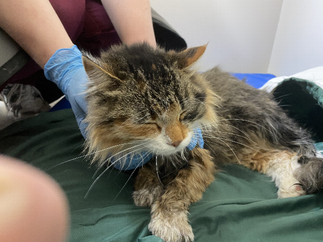 Europäische Hauskatze