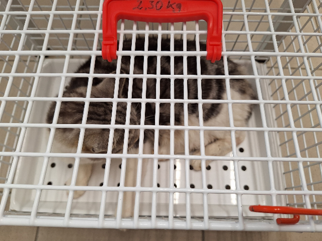 Europäische Hauskatze-Mischling