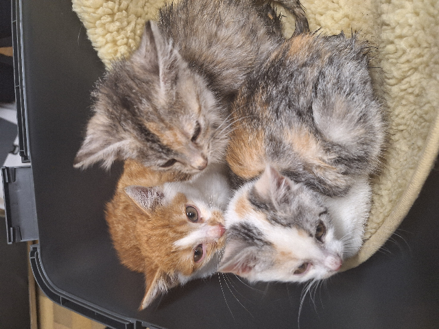 Europäische Hauskatze