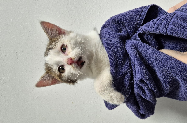 Europäische Hauskatze