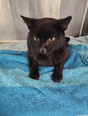 Fundtier Tier-ID 34527