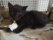 Fundtier Tier-ID 34546