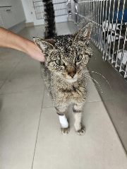 Fundtier Tier-ID 34547