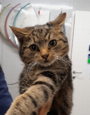 Fundtier Tier-ID 34599