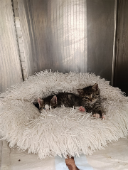 Fundtier Tier-ID 34616