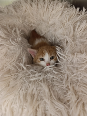 Fundtier Tier-ID 34618