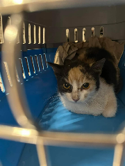 Fundtier Tier-ID 34655