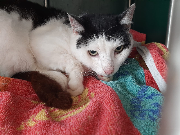 Fundtier Tier-ID 34807