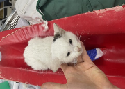 Fundtier Tier-ID 34811