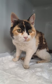 Fundtier Tier-ID 34812