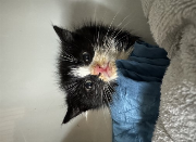 Fundtier Tier-ID 34813