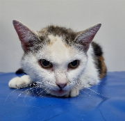 Fundtier Tier-ID 34841