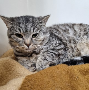 Fundtier Tier-ID 34843