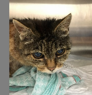 Fundtier Tier-ID 34845