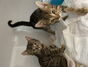 Fundtier Tier-ID 34863