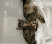 Fundtier Tier-ID 34864