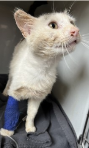 Fundtier Tier-ID 34868