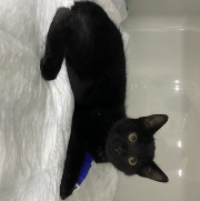 Fundtier Tier-ID 34872